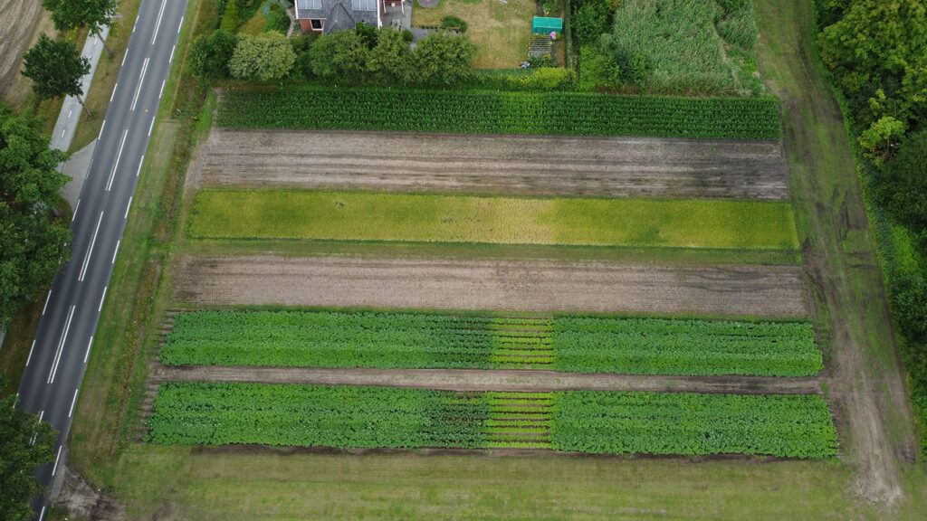 Gebreksziekteveld. Foto: WUR